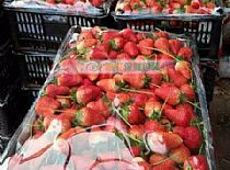 草莓錦銳氣調保鮮膜